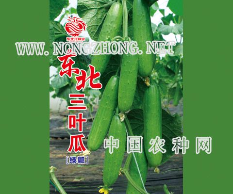 东北三叶瓜